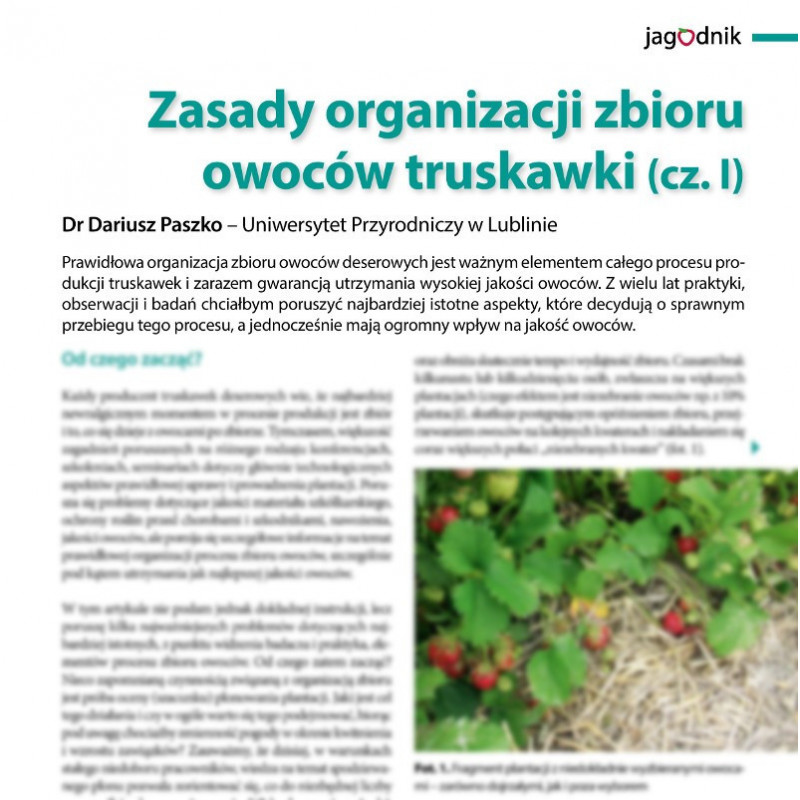 Zasady organizacji zbioru owoców truskawki (cz. I)