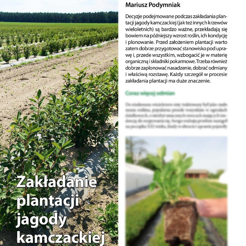 Zakładanie plantacji jagody kamczackiej (cz. I)