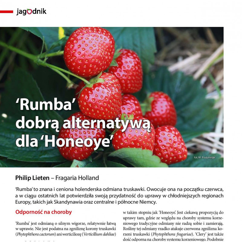 ‘Rumba’ dobra alternatywa dla ‘Honeoye’