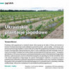 Ukraińskie plantacje jagodowe