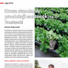 Nowe standardy produkcji sadzonek (cz. I) Truskawki