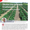 Skuteczna ochrona truskawek (cz. I) Przygotowanie plantacji