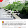 Jak uprawiane są truskawki w Belgii i Holandii