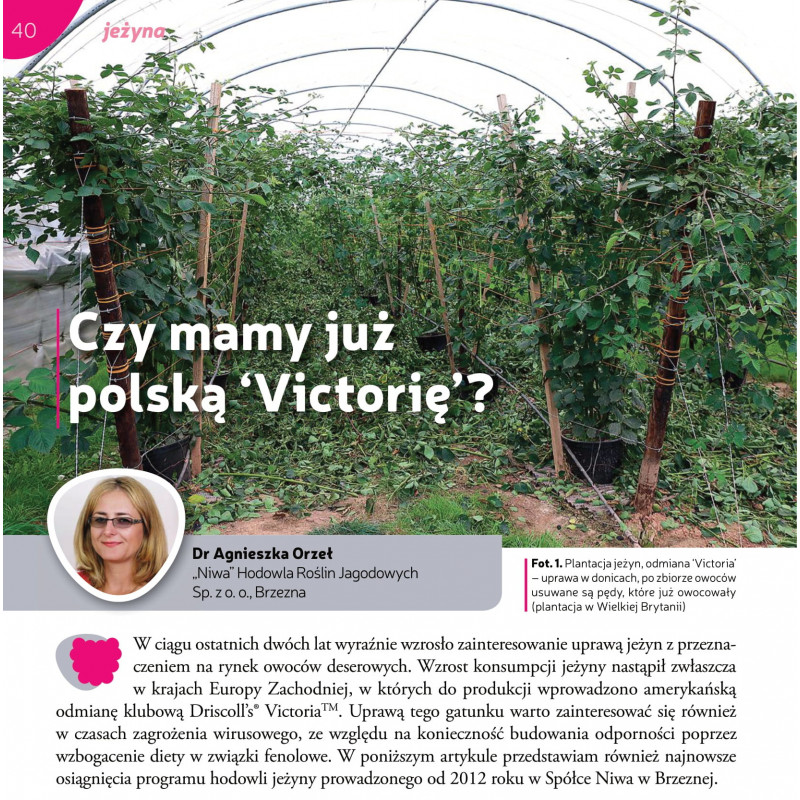 Czy mamy już polską ‘Victorię’?