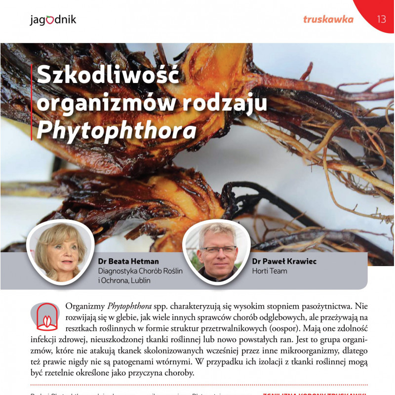 Szkodliwość organizmów rodzaju Phytophthora